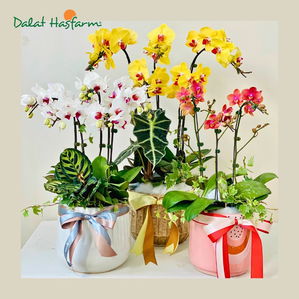 Dalat Hasfarm - Shop hoa tươi đẹp Đà Nẵng